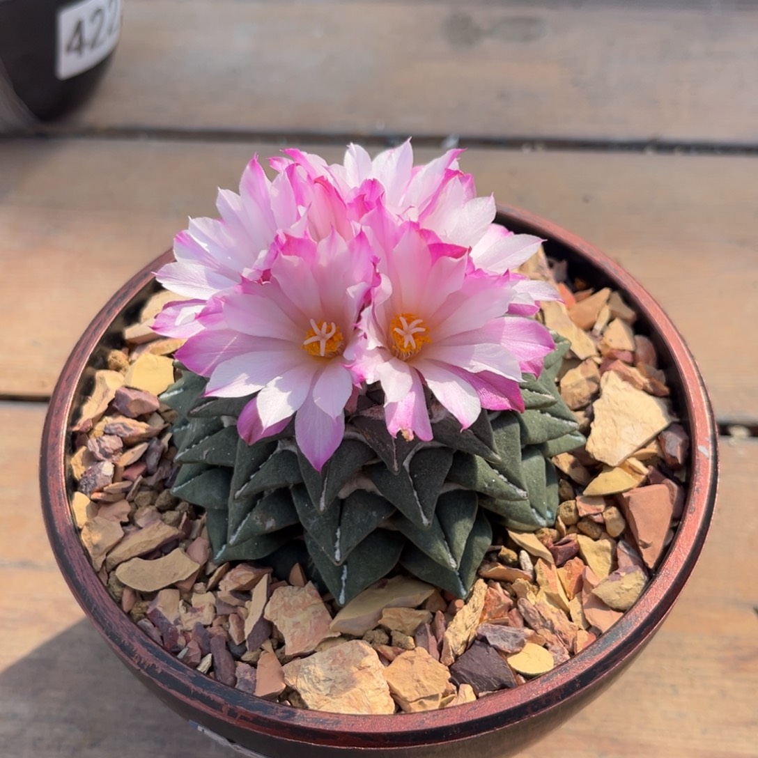 福利牡丹Zzzzzzzzzzzzzzz