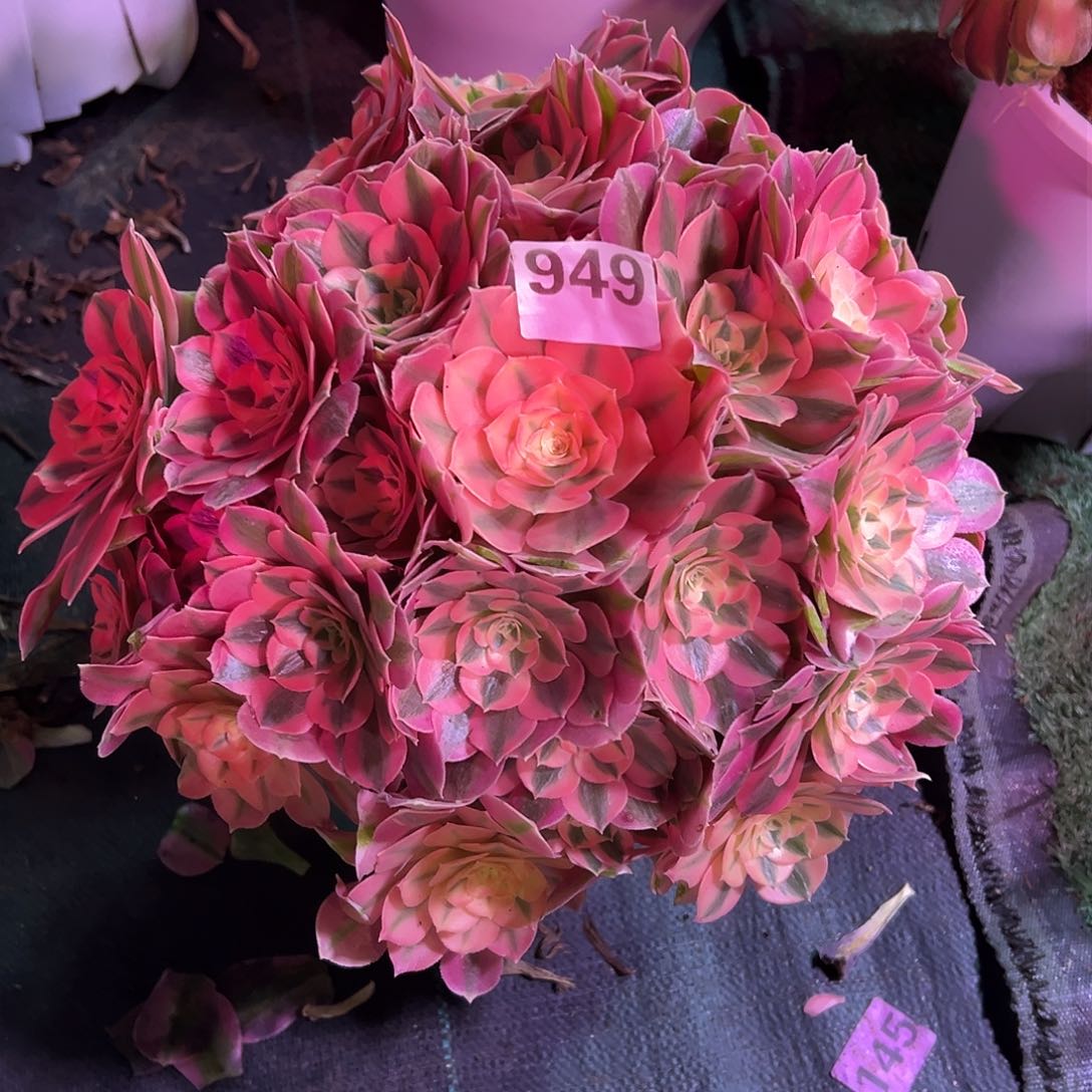 949女巫法师多肉植物