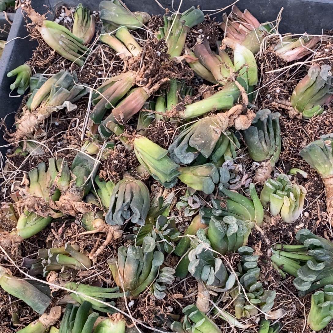 3020 一颗实生玉扇 元旦整点福利