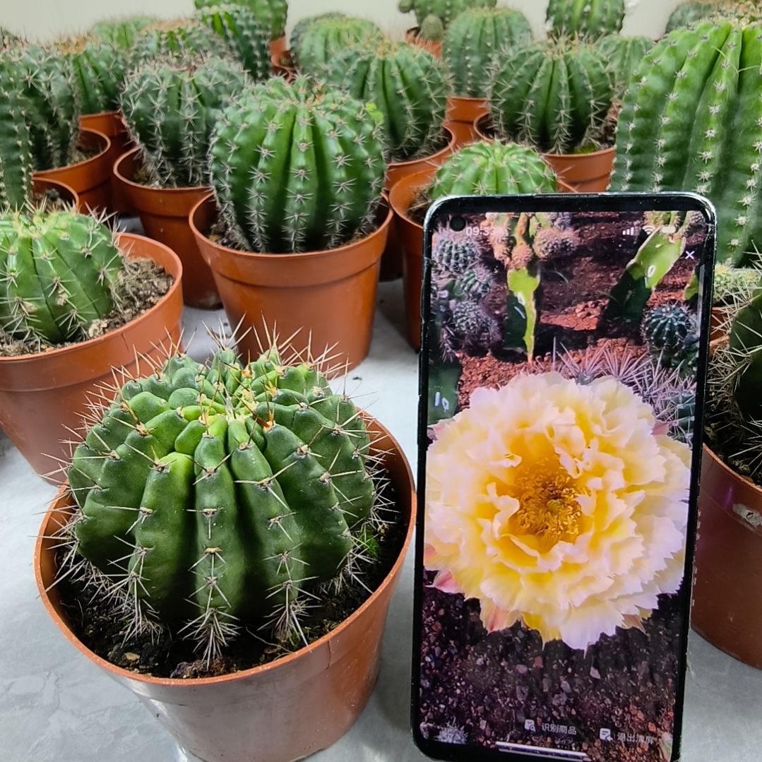 自根羽毛10号带盆土发货（7cm）