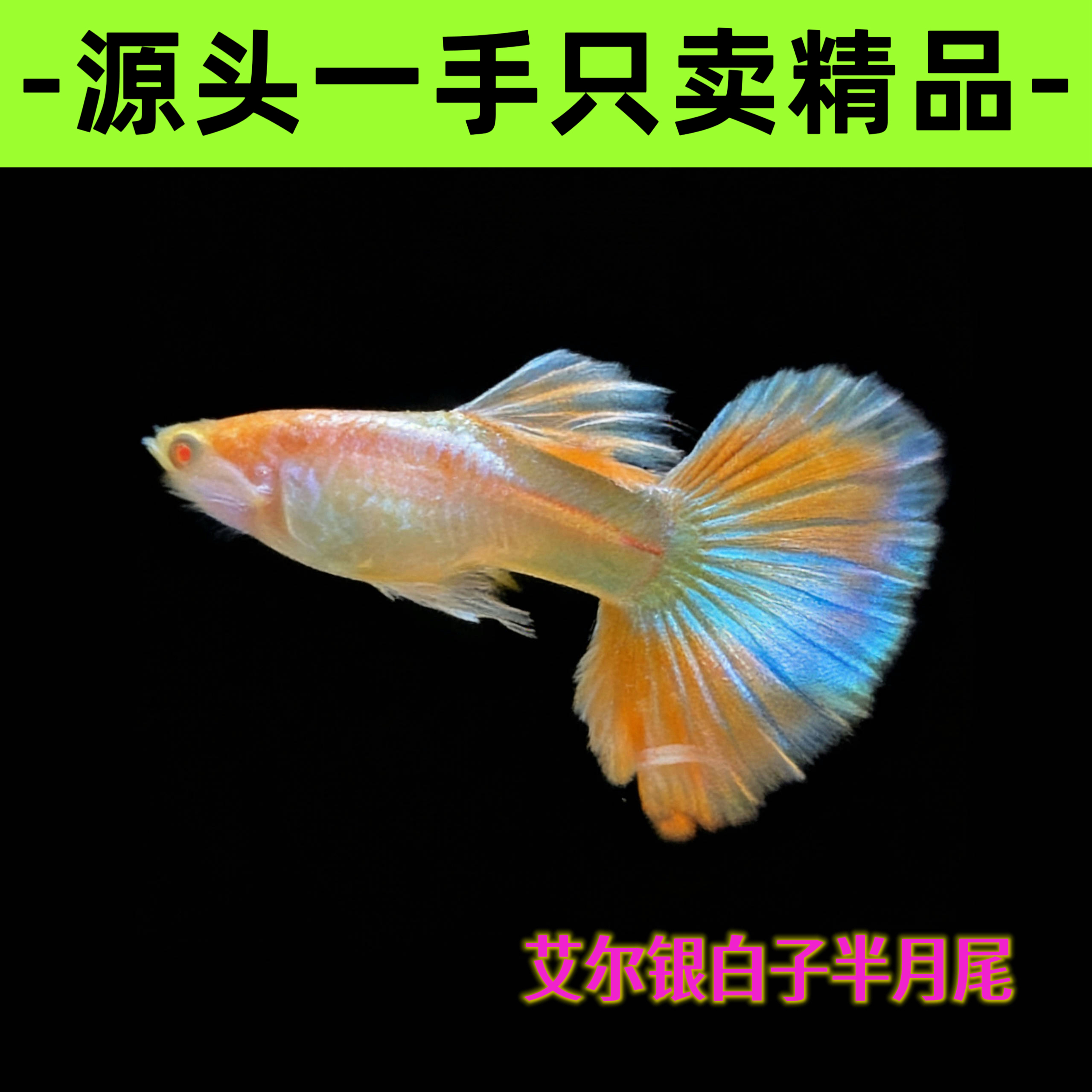【精品】顺丰包邮艾尔银白子半月尾孔雀鱼小型热带观赏鱼源头发货