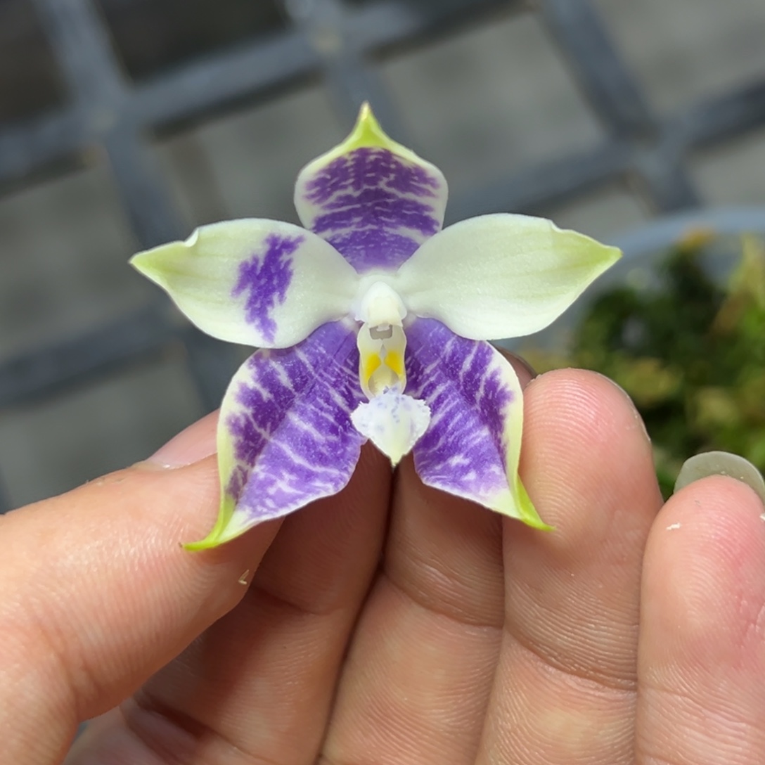 完全开放l288三寸ys1180