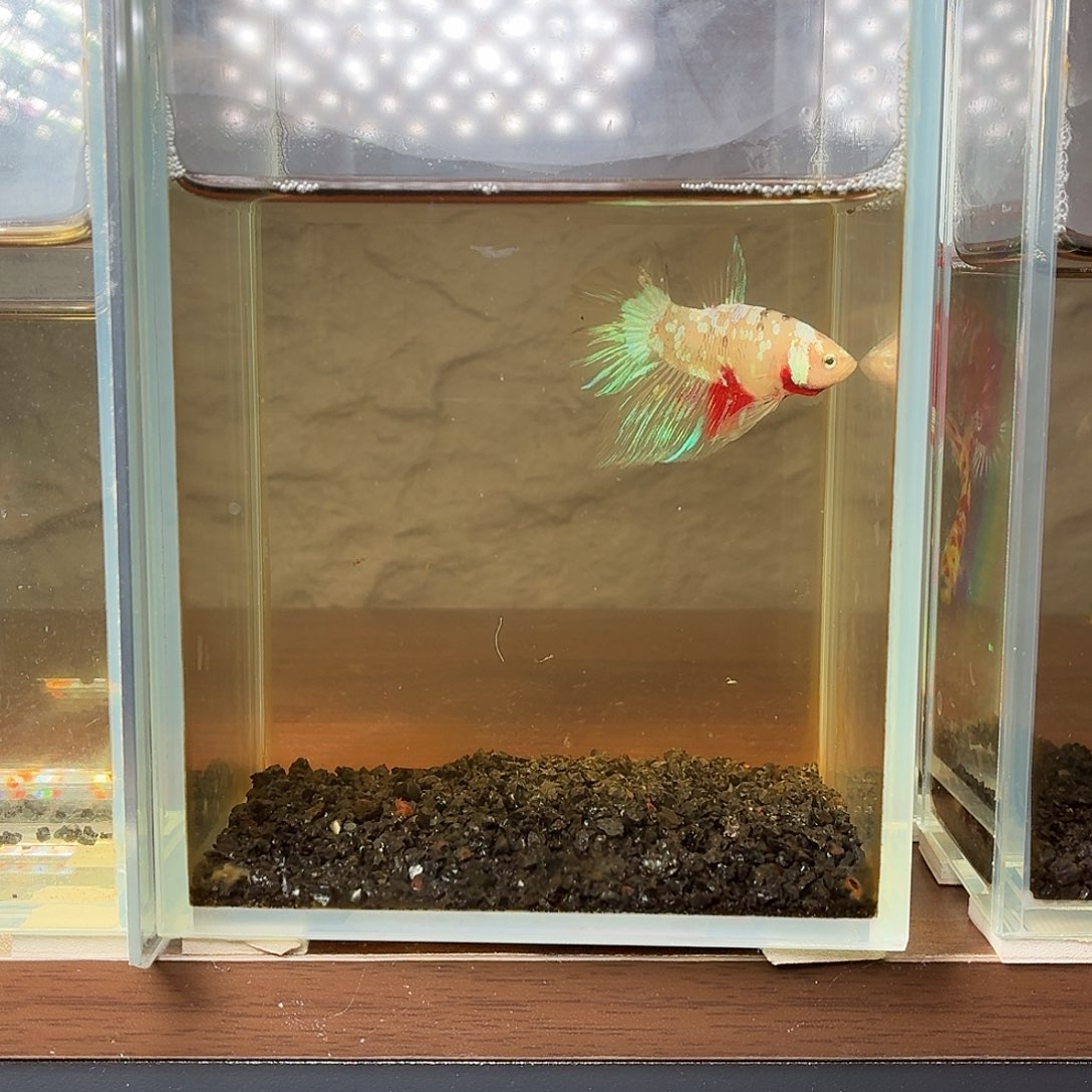 斗鱼彩金koi公鱼hmpk 