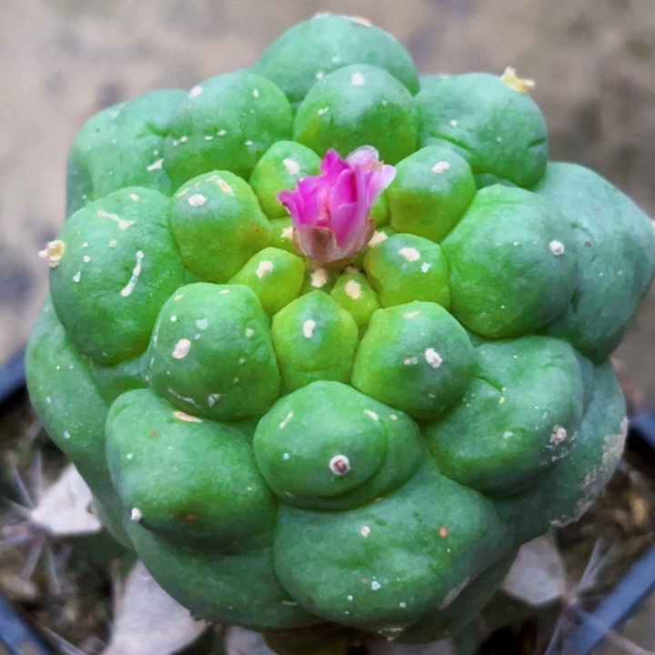 福利大优2806仙人球