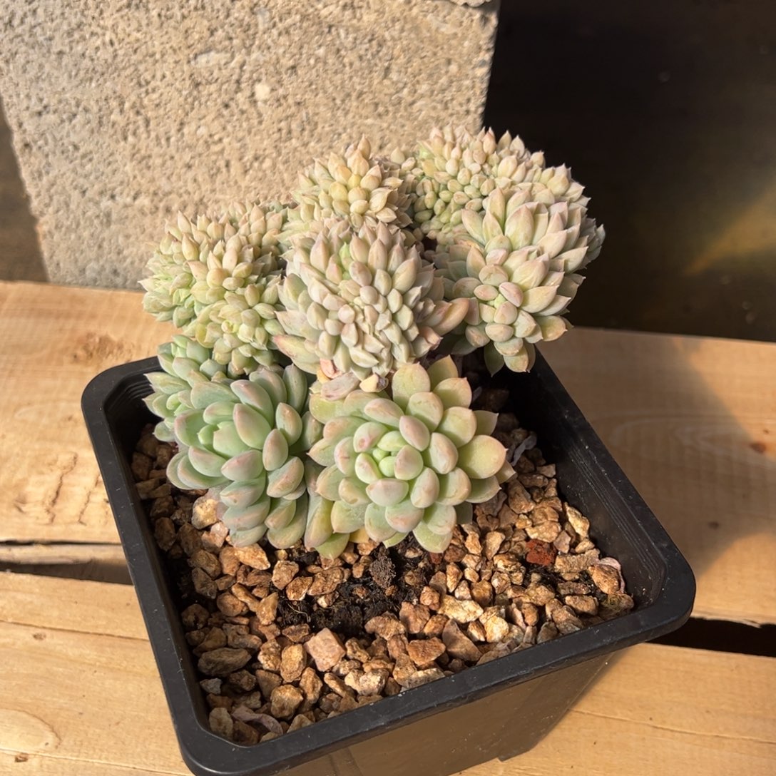 *****杂交缀化  熊猫 发货 