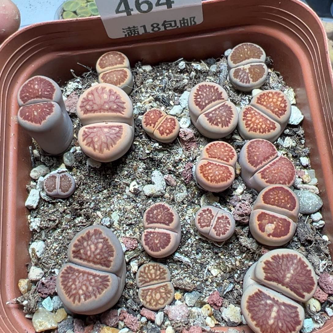 【闪购商品】 464。    