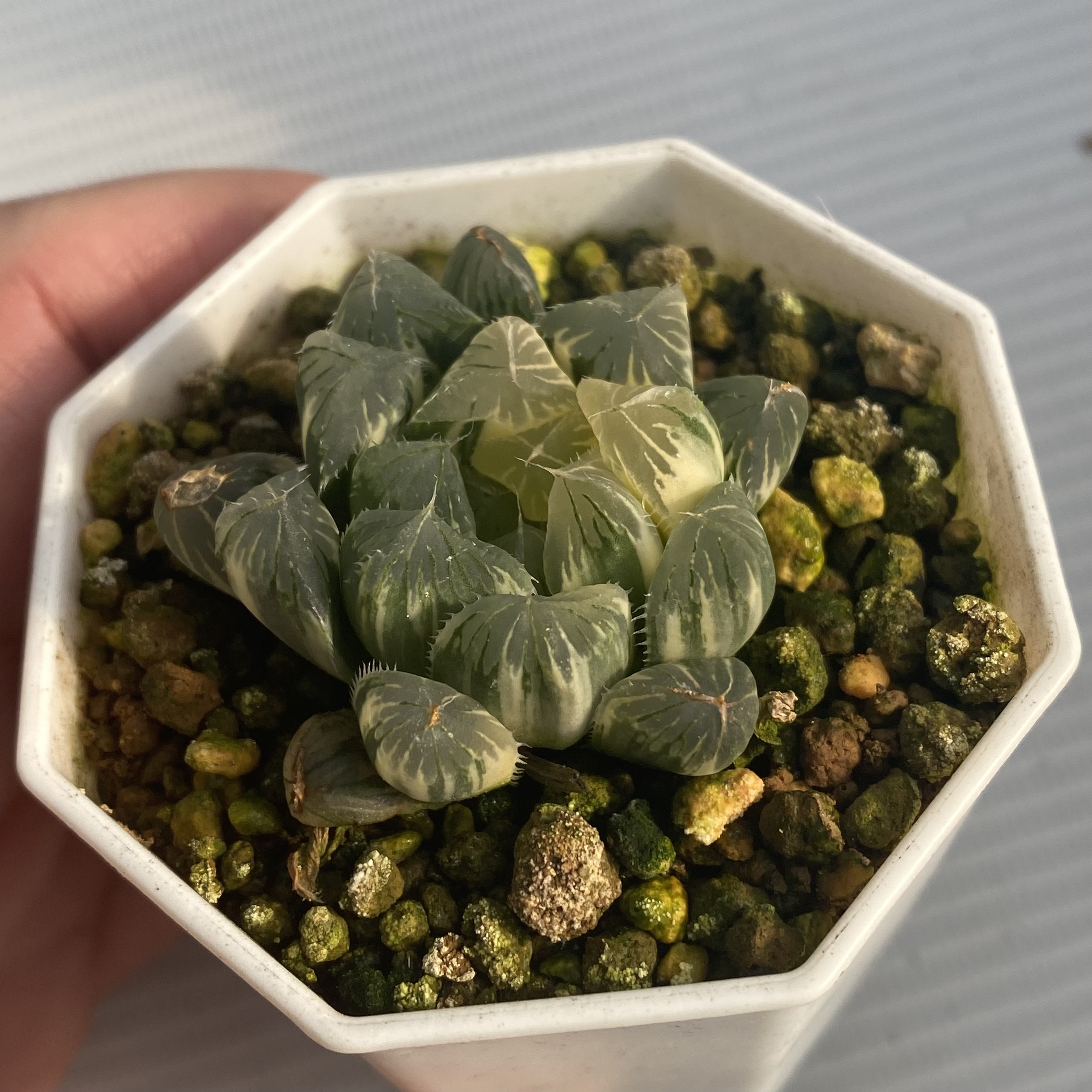 十二卷玉露锦多肉植物室内阳台盆栽原盆带土新手好养