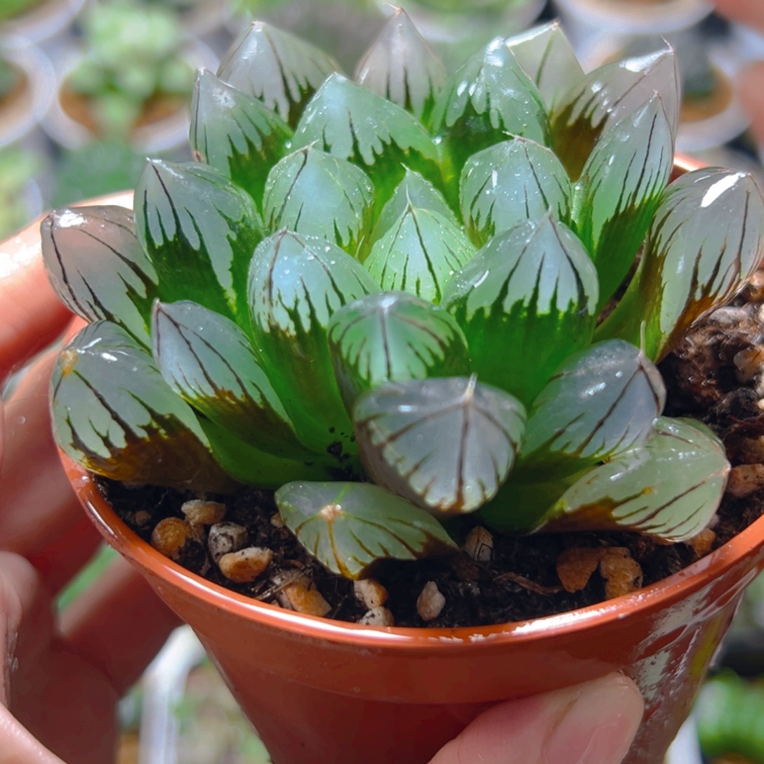 3835多肉植物一颗多肉