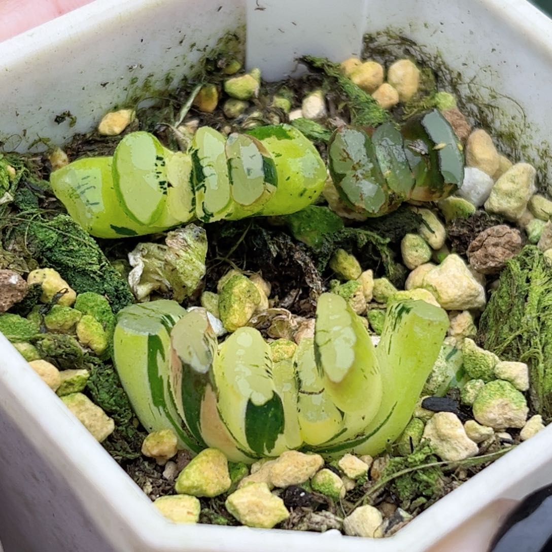 52三头海也玉扇锦福利专场