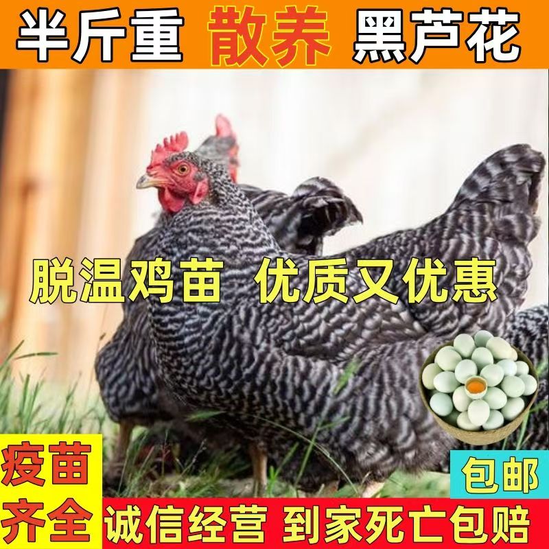 10只黑芦花1只5两发货绿壳蛋鸡脱温鸡大种好看的鸡黑白毛漂亮的鸡