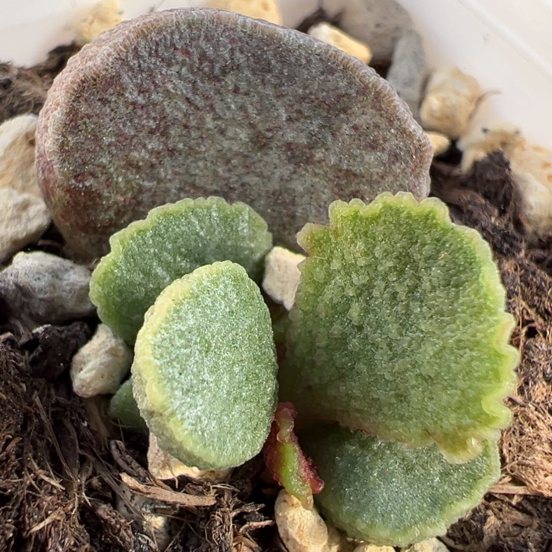 实生新品大苗多肉植物