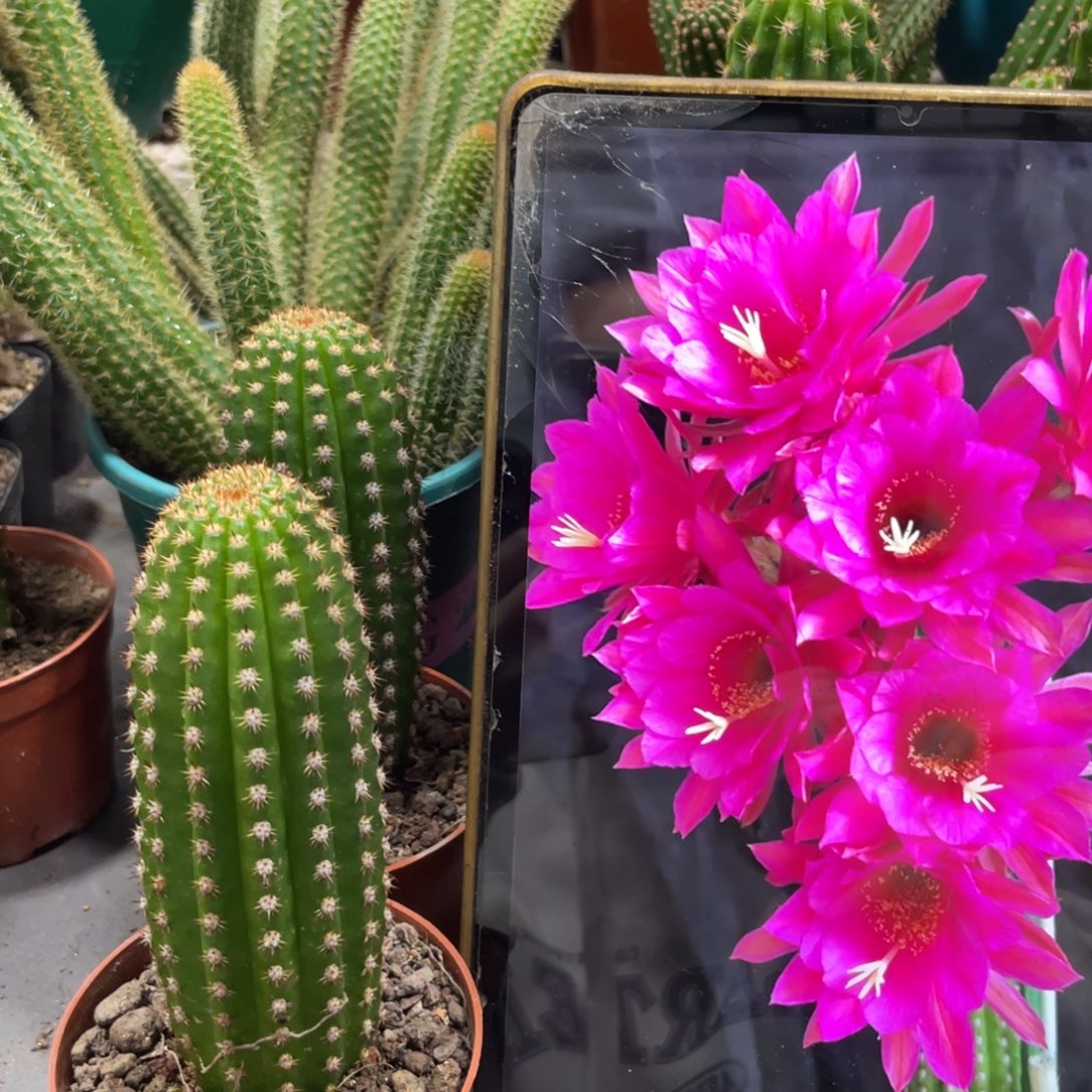 自根紫罗兰金妞一杯