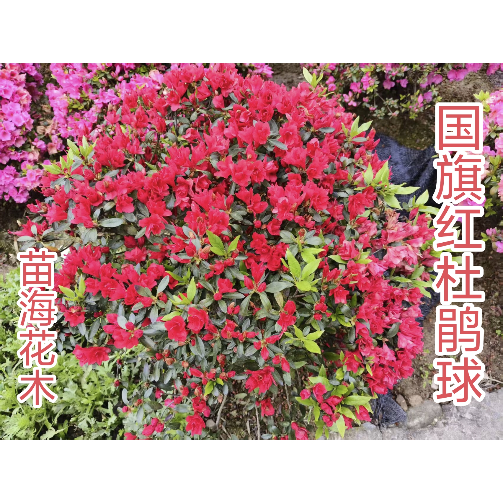 特价精品春鹃球杜鹃花球庭院花镜花卉盆栽绿植（可直接拍下发货）