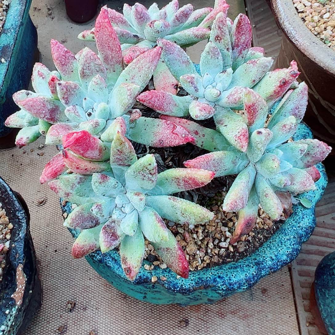 8946流丹杂交仙女杯