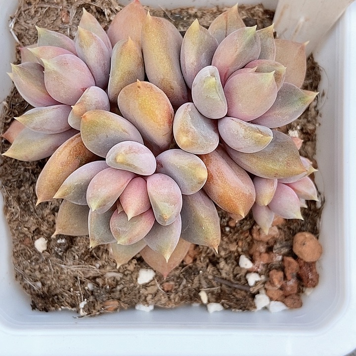 多肉植物红象牙960