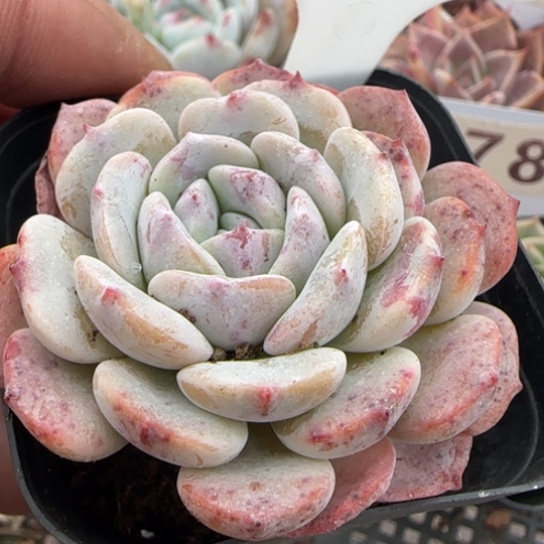 64拉皮一物一拍多肉