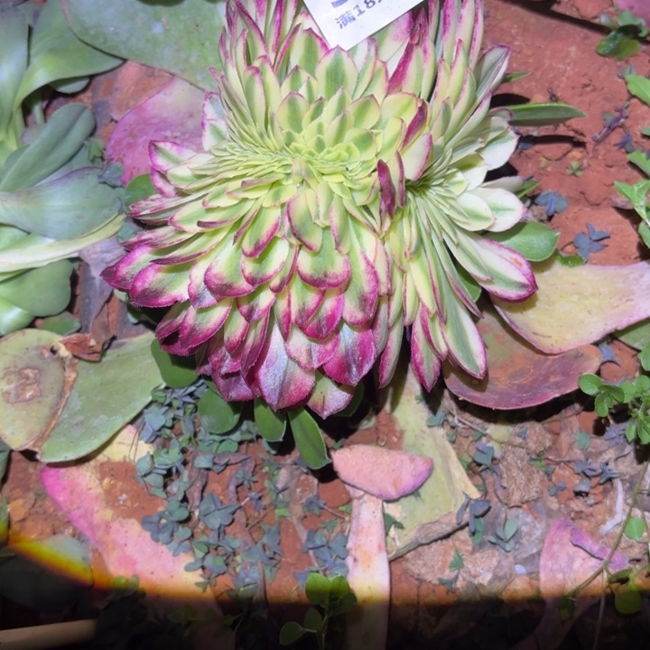 326海仙缀化掌心多肉法师锦