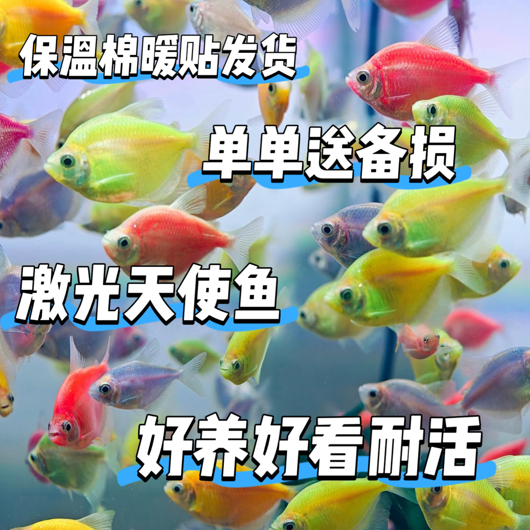 七彩糖果色天使鱼小型热带观赏鱼好养耐活淡水鱼新手自来水包损