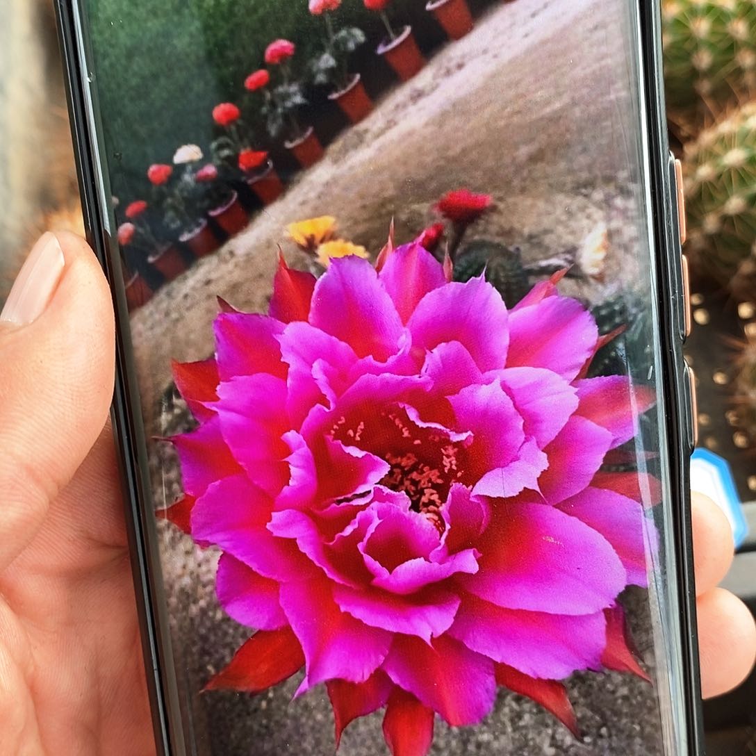 彩 CC238/侧芽歪20包邮/5公分