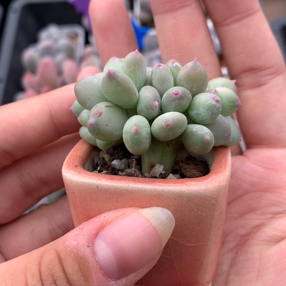 带板子红宝石苹果奶缀