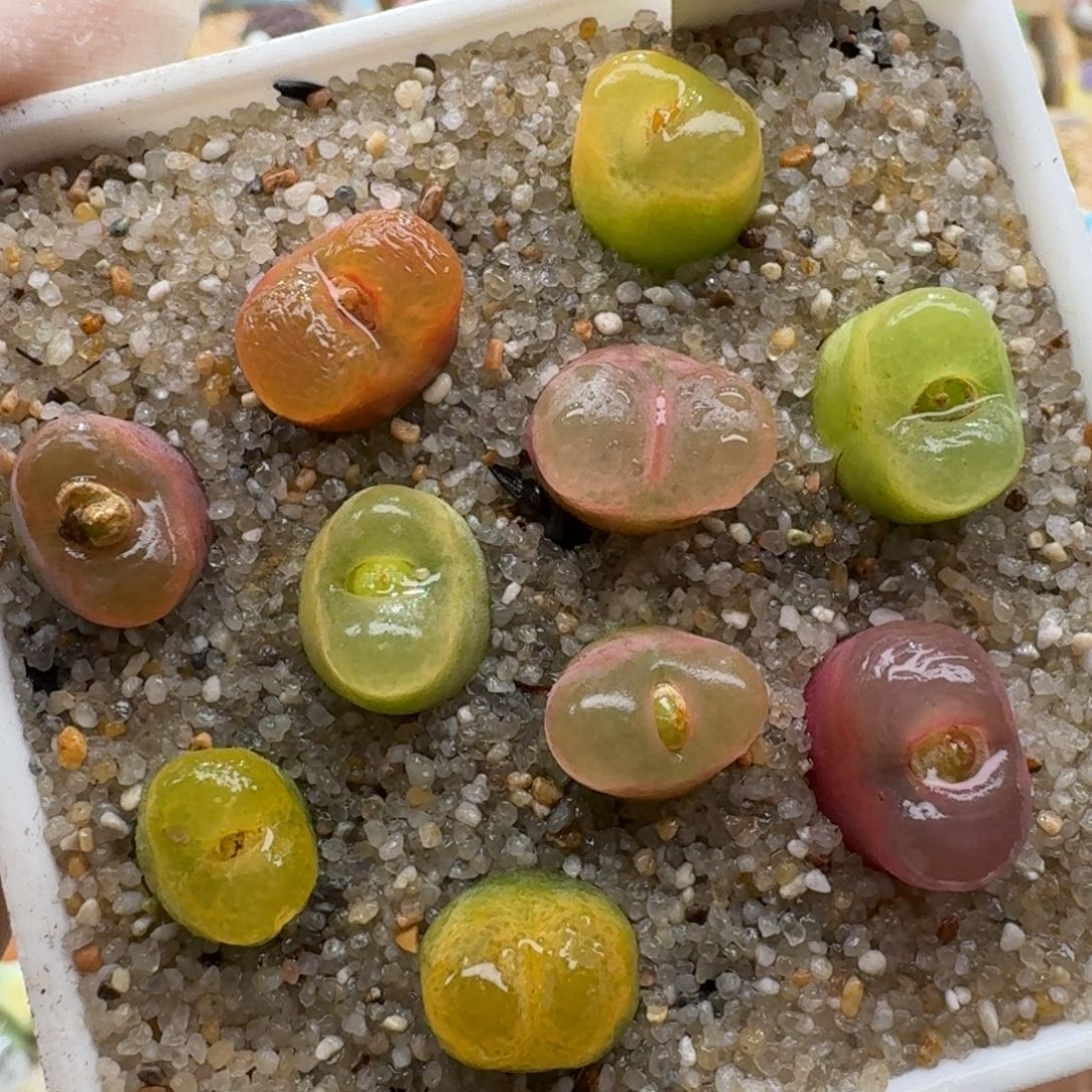 1209-037果冻毛彩套