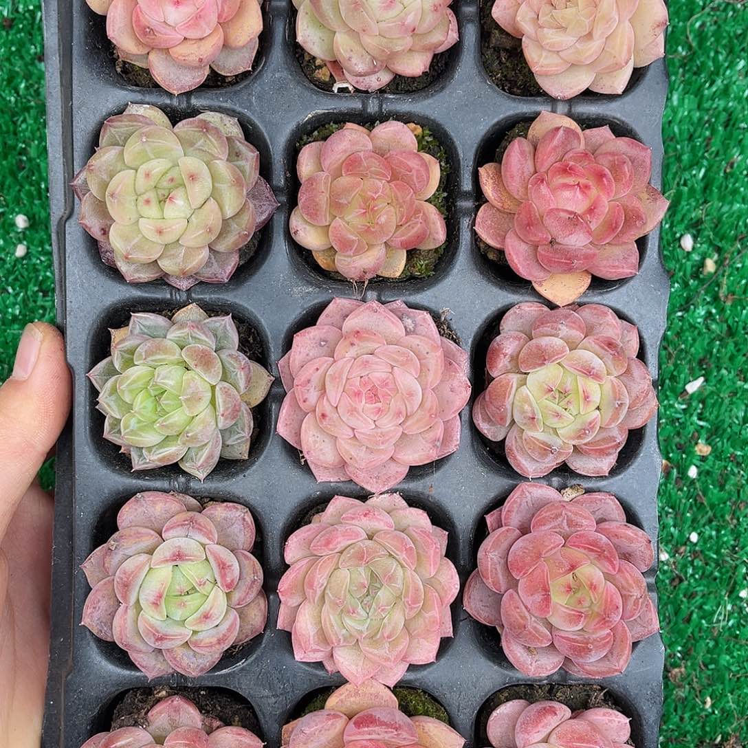 多肉一物一拍30-69