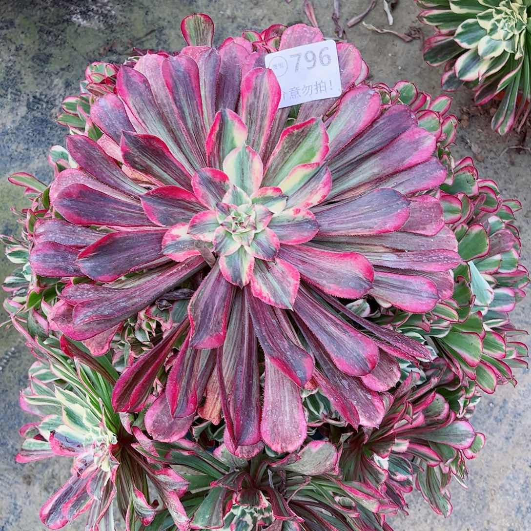 无花朵彤****?多肉植物同花顺796