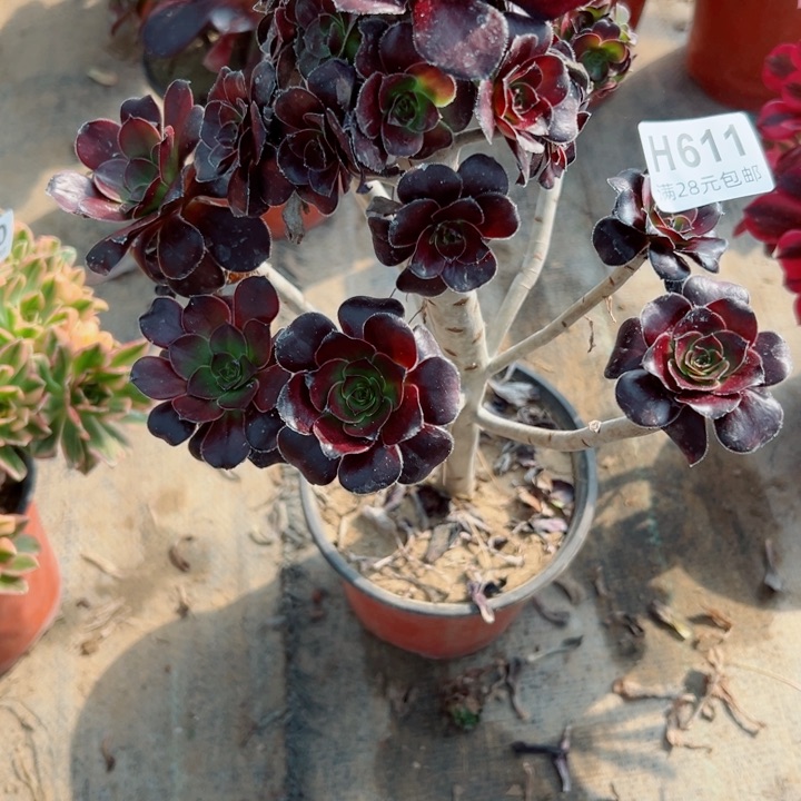 611圆叶紫牡丹多肉