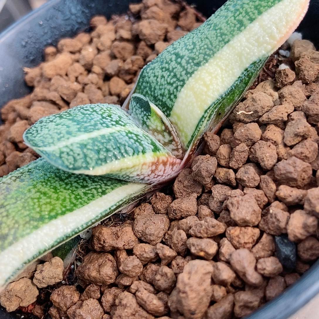 831实生转短叶带盆发货