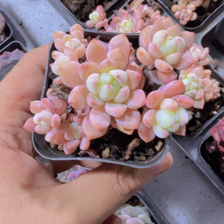 粉曼一颗样品福利