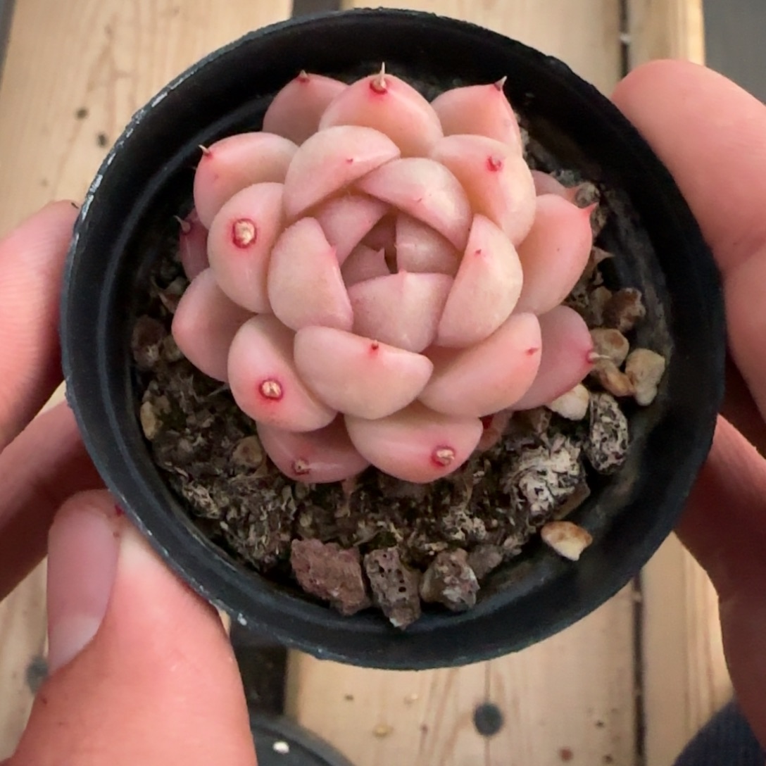 一物一拍麦秆珍妮05177