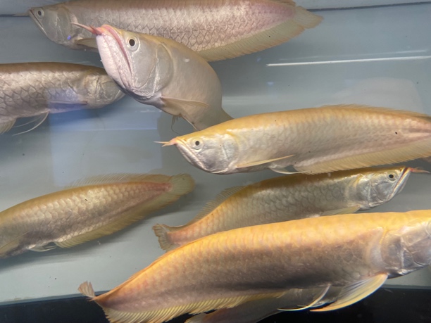渔场一手货源黄化银龙鱼