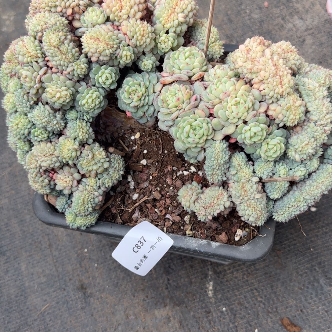 ˋ***】C837白胖子缀化     