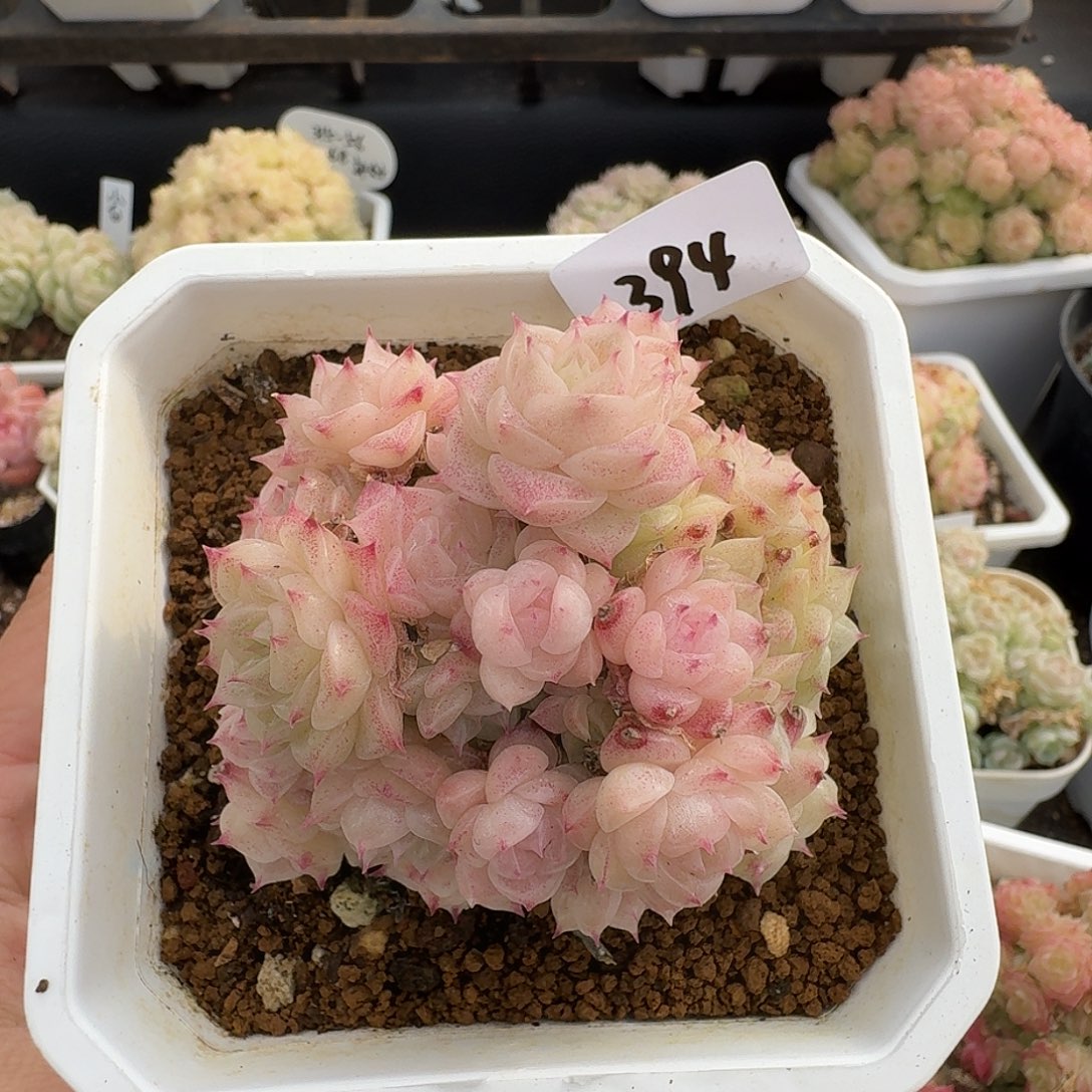 一物一拍一物一拍1213-394