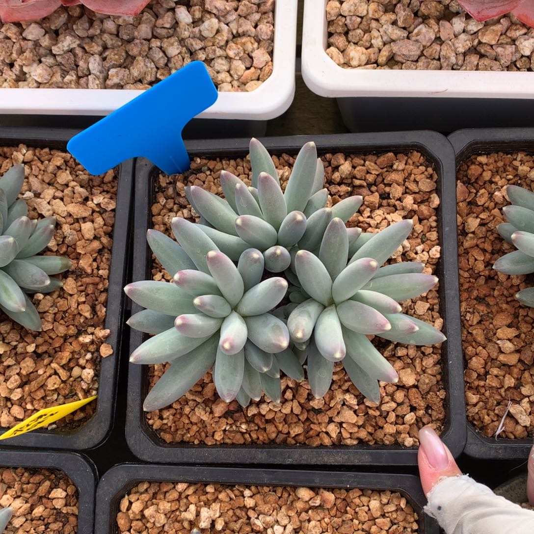 小松果美人 一颗 多头 