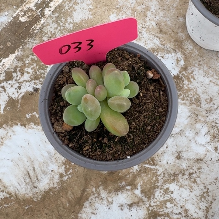 033库克新号福利价