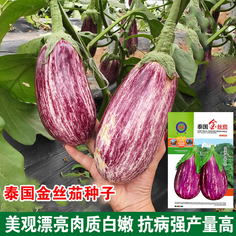 泰国金丝茄竹丝茄春季早茄子克米特茄子种子紫茄圆茄长茄线茄茄果