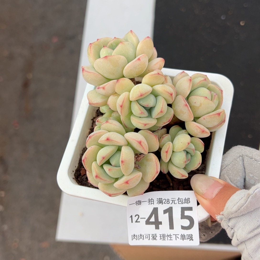 白底香草老桩多肉多肉多肉多肉