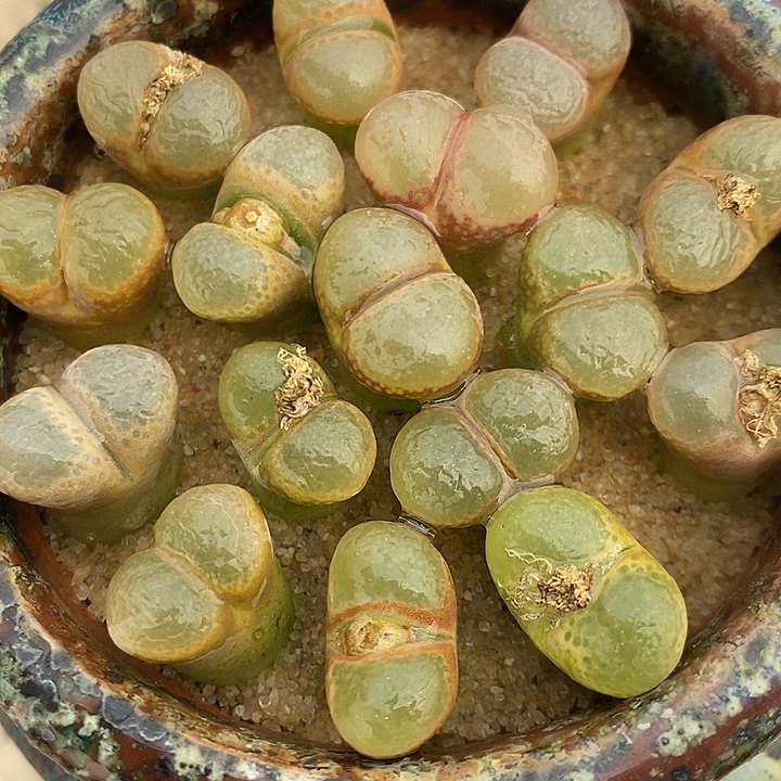 30111编号风铃一组。    