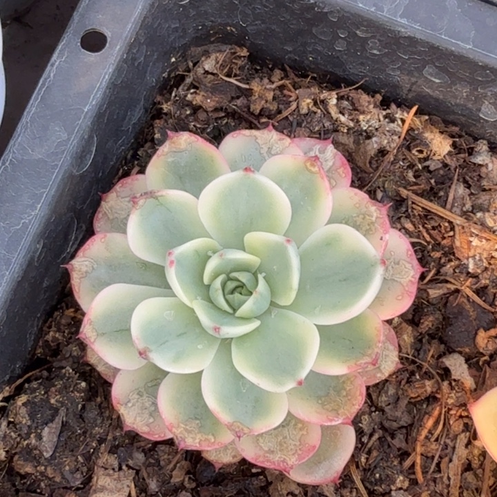 娜娜小勾锦多肉植物