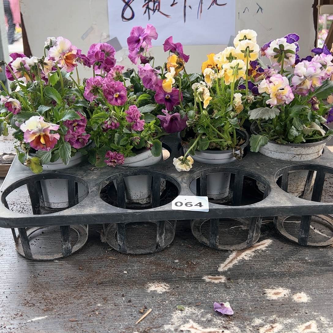 【闪购商品】064号