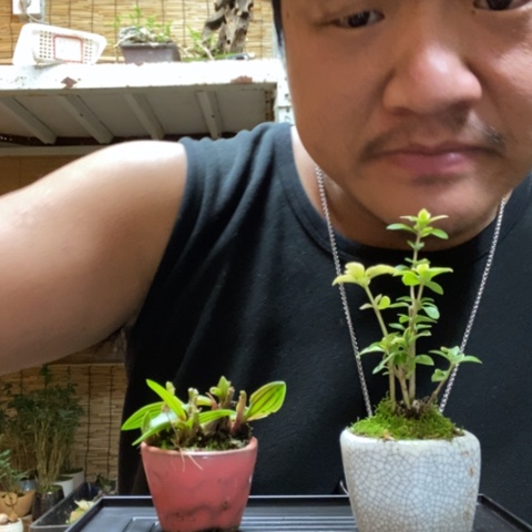 红陶:****:一物一拍所见即所得48