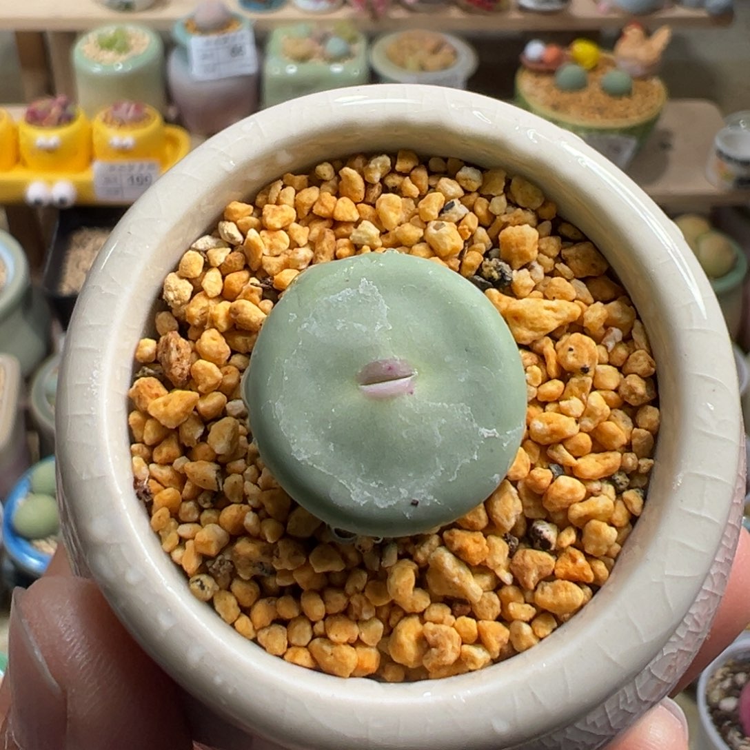 多肉植物133号红嘴