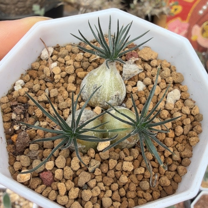 毛叶迷你海葱（满28包邮）