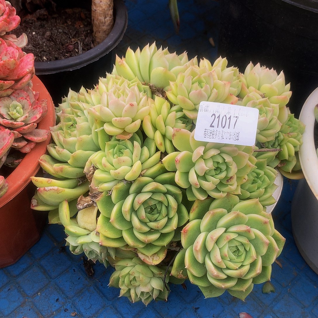 谭***憨麦秆21017多肉多肉