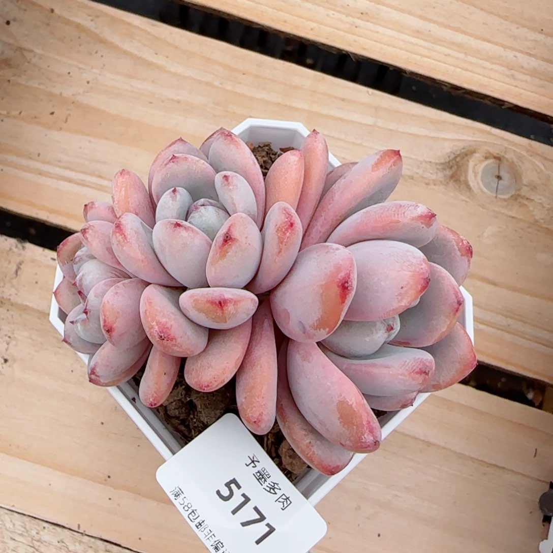 星星雪，5171多肉植物