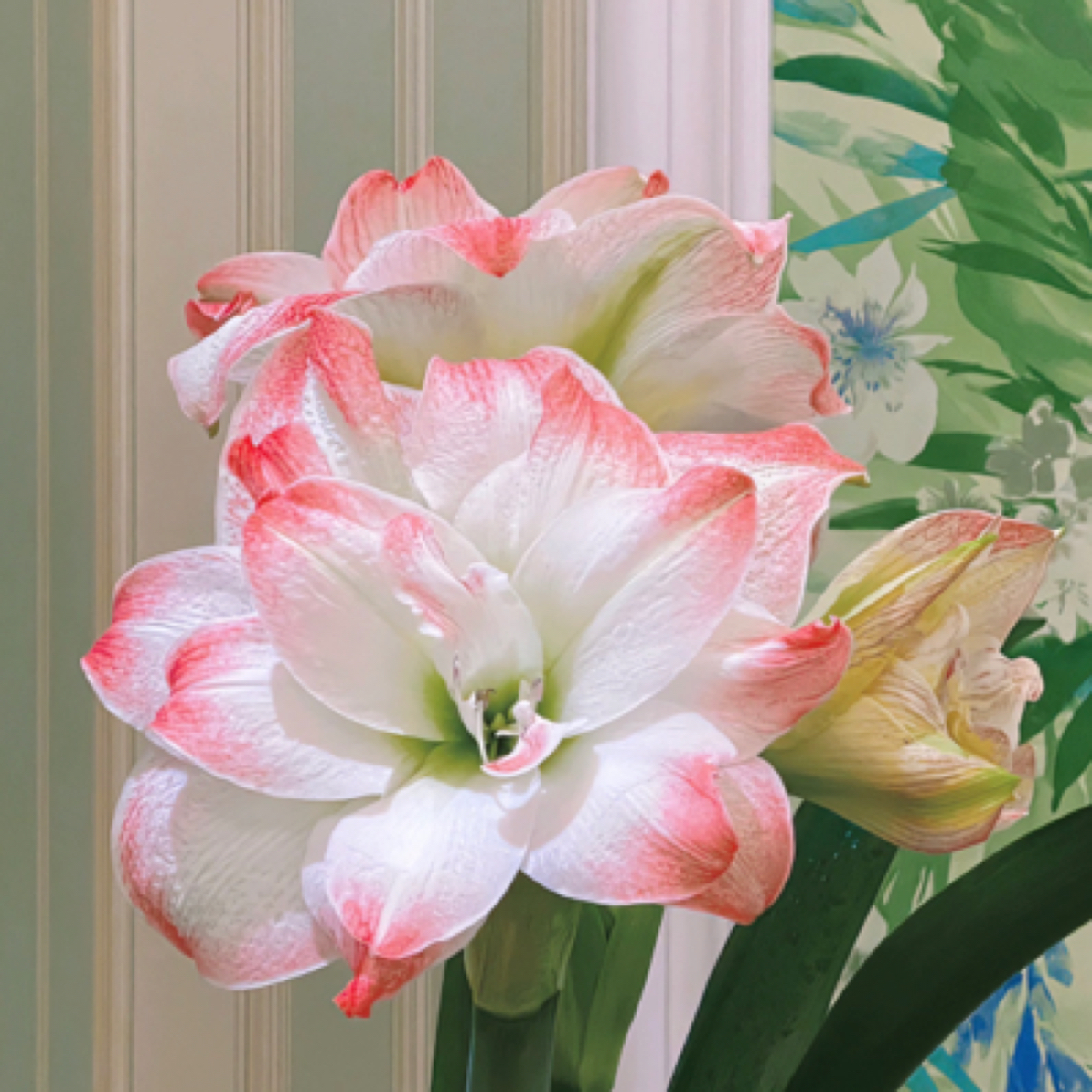 (糖果黛丝) 基地直发切球繁殖自然球裸球室内外盆栽地栽懒人花卉