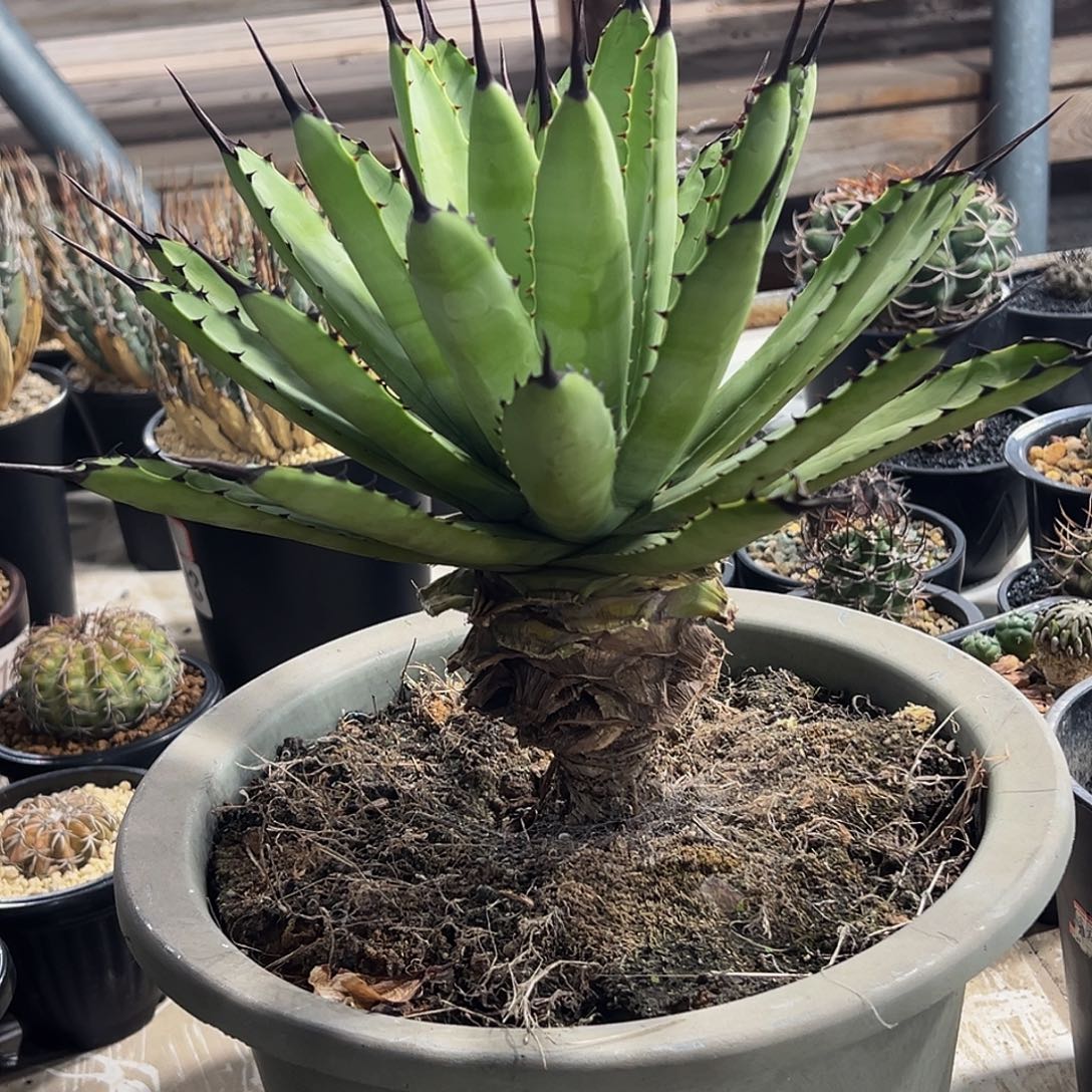 绿肌八荒殿老桩8888888