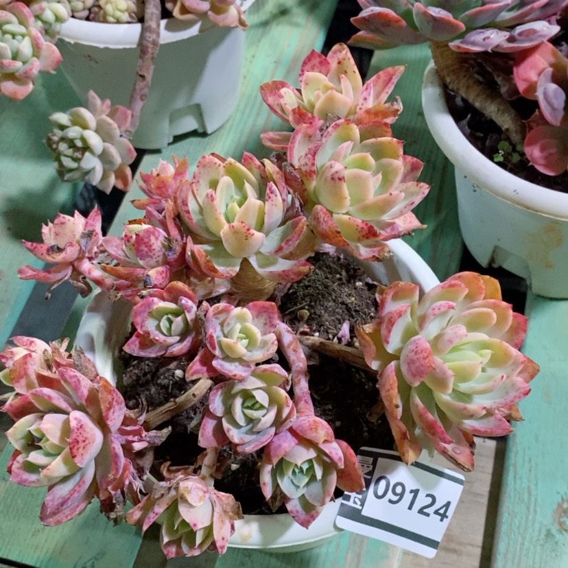 【闪购商品】丝绸面纱09124