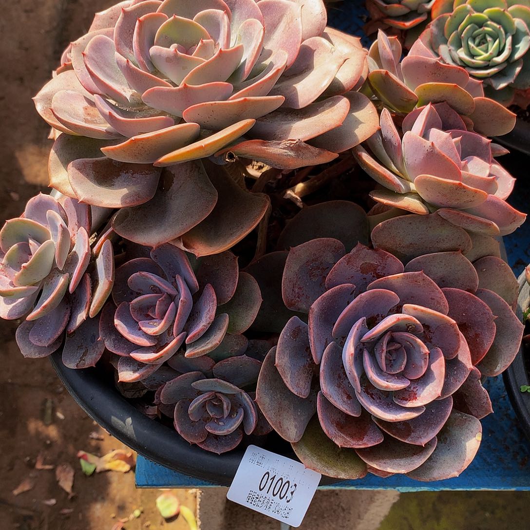 淼***尘埃玫瑰01003多肉多肉